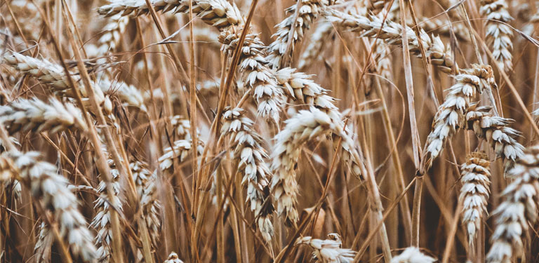 Harvest 2018 – is your insurance ready?
